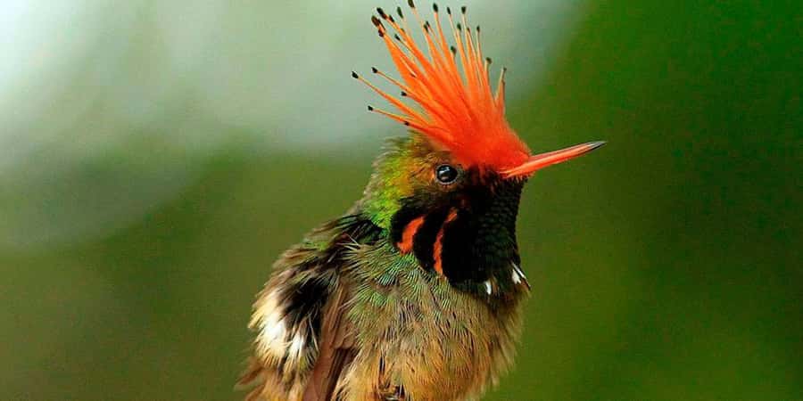 From Cusco: Manu National Park Tour & Accommodation 3 Days - Manu National Park from Cusco: how the 3 days work