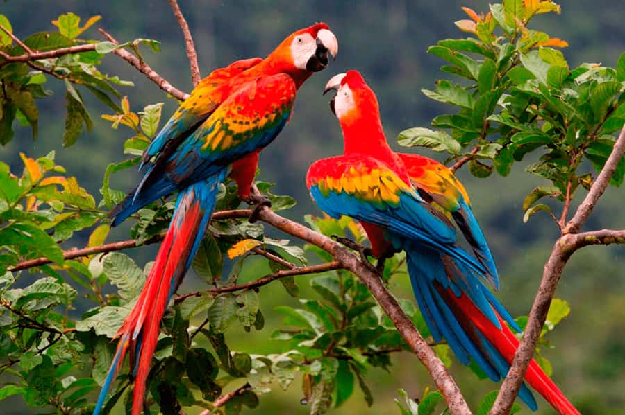 From Cusco: Manu National Park Tour & Accommodation 3 Days - Day 1 at night: caves, palms, and the search for smaller rainforest life