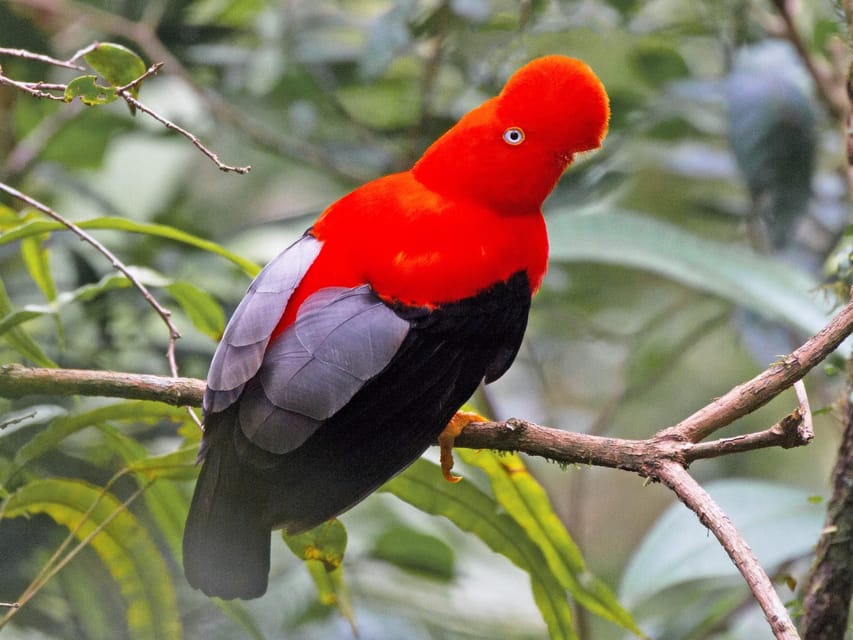 From Cusco: Manu National Park Tour & Accommodation 3 Days - Day 2: Atalaya port, the river, and Machuhuasi Lagoon
