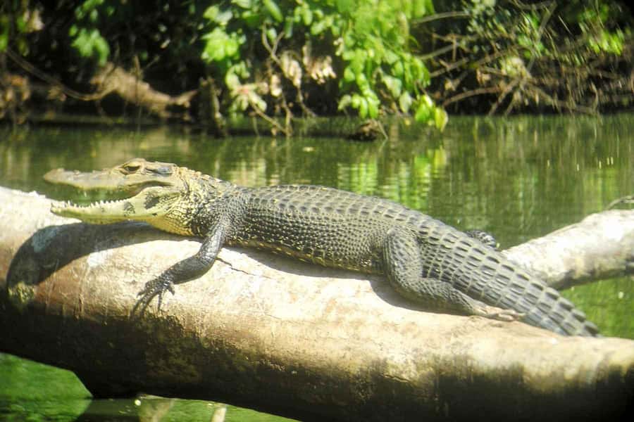 From Cusco: Manu National Park Tour & Accommodation 3 Days - Food, comfort, and what to expect at Basic Hostel