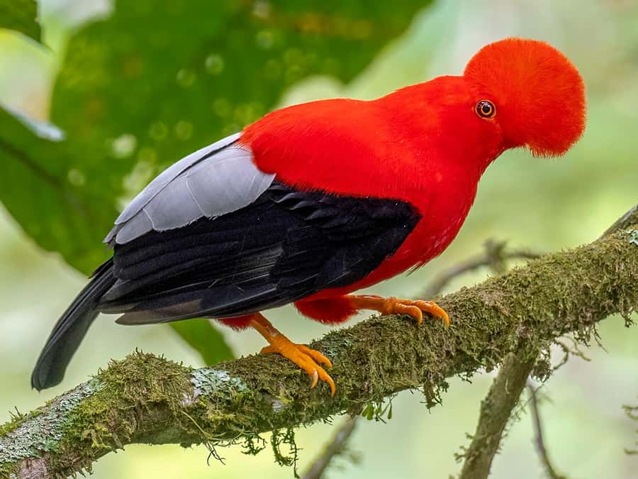 From Cusco: Manu National Park Tour & Accommodation 3 Days - Wildlife watching: what actually helps on this route