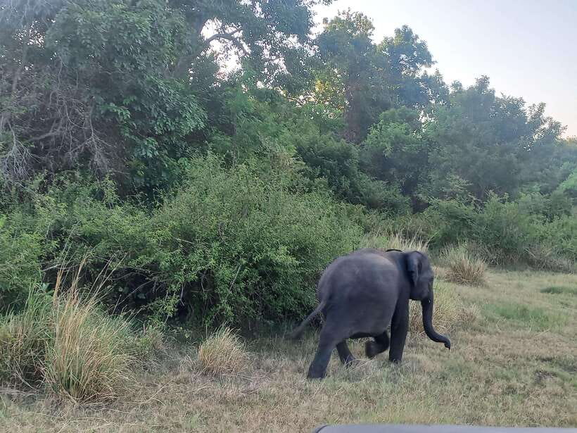 From Dambulla: Minneriya National Park wild Jeep Safari - Key things to love about this Minneriya jeep safari