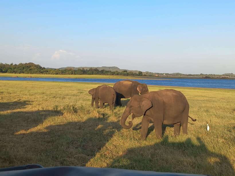 From Dambulla: Minneriya National Park wild Jeep Safari - From Dambulla to Minneriya: the ride that sets the tone