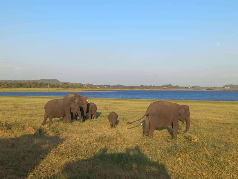 From Dambulla: Minneriya National Park wild Jeep Safari - Minneriya National Park in a jeep: what you can spot