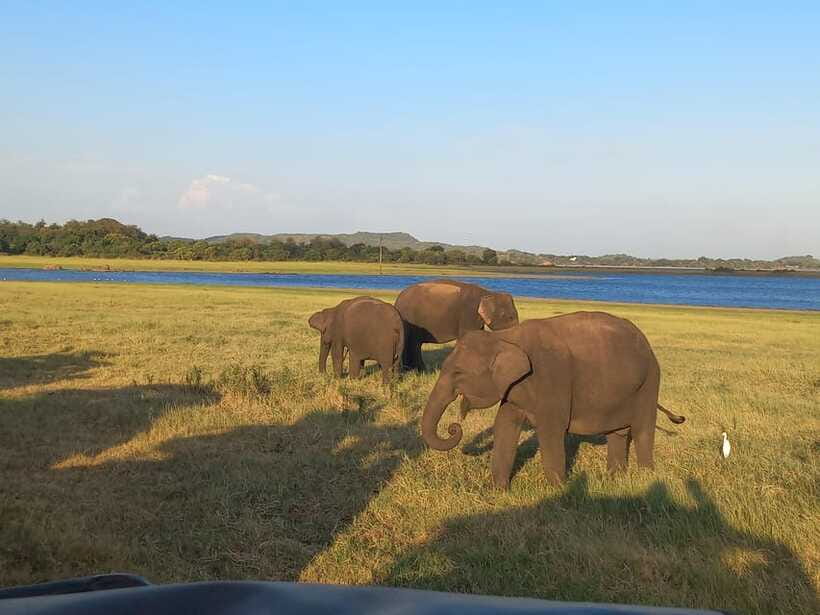 From Dambulla: Minneriya National Park wild Jeep Safari - Beyond elephants: how the dam and lake fit into the experience