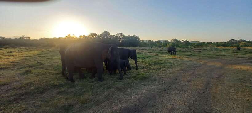 From Dambulla: Minneriya National Park wild Jeep Safari - Birdwatching potential: what to look for with your guide