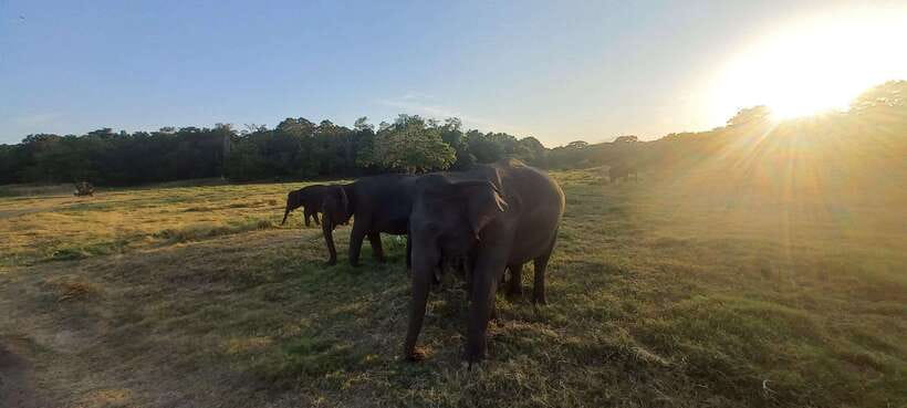 From Dambulla: Minneriya National Park wild Jeep Safari - What to bring for the best viewing
