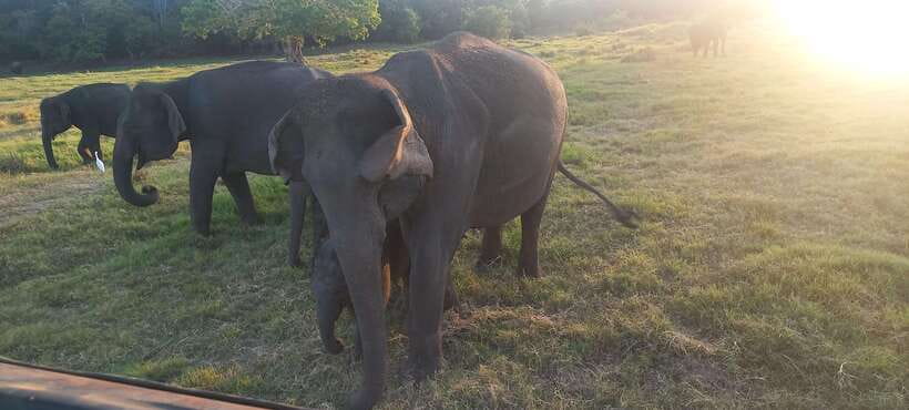 From Dambulla: Minneriya National Park wild Jeep Safari - Who this safari is best for