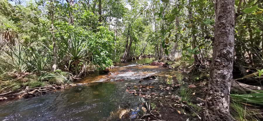 From Darwin: Litchfield National Park Small-Group Day Trip - Picnic lunch and the small comforts that matter
