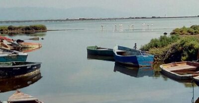 From Deltebre: Ebro Delta National Park Multi-Stop Day Trip - The north Delta by private car: rice talk that explains the views