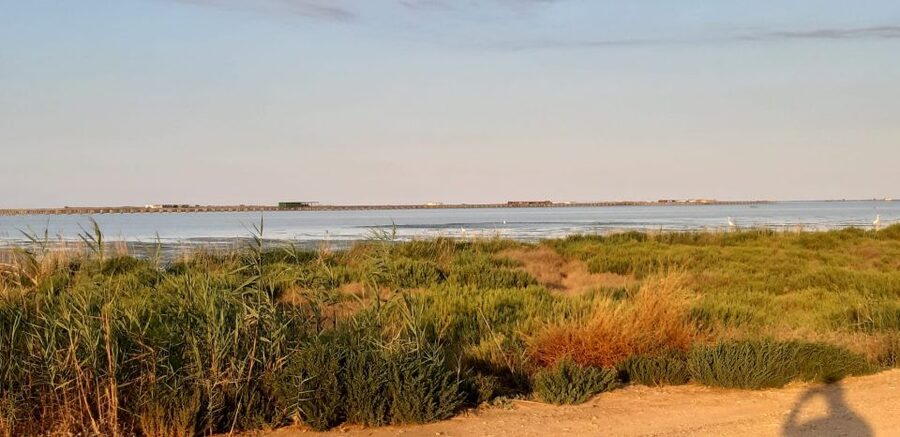 From Deltebre: Ebro Delta National Park Multi-Stop Day Trip - Fangar’s Bay: salty plants and a shoreline circuit