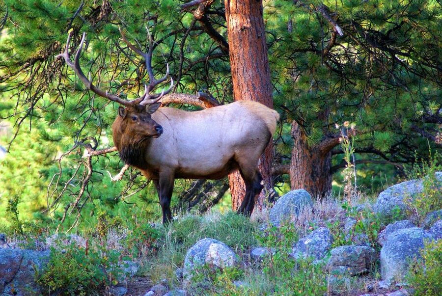 From Denver: Guided Hike in Rocky Mountain National Park - Key takeaways before you go