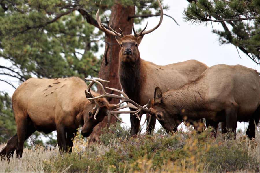 From Denver: Rocky Mountain National Park Day Trip and Lunch - How this Denver-to-Rockies day actually feels