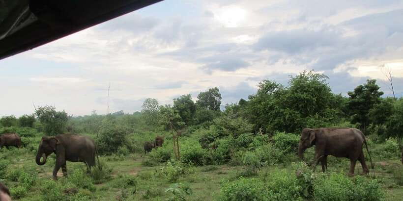 From Ella: All Inclusive Udawalawe National Park Safari - Key highlights worth knowing