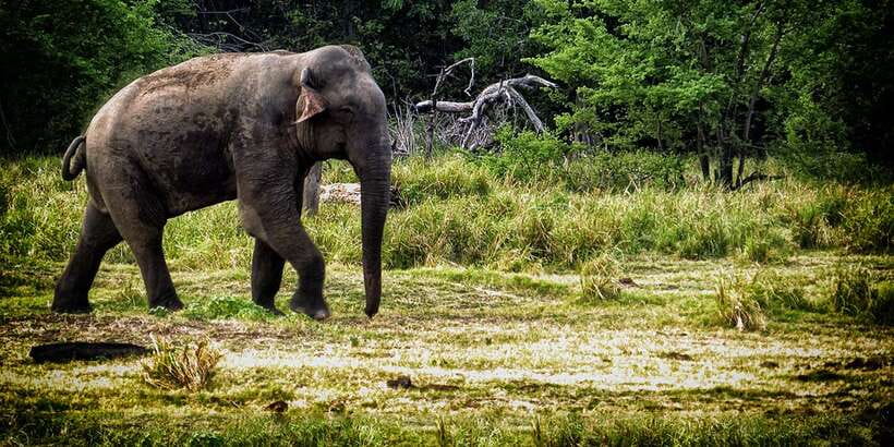 From Ella: All Inclusive Udawalawe National Park Safari - Udawalawe National Park: Why this safari works so well from Ella