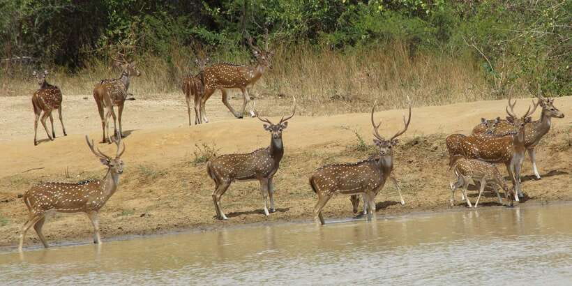 From Ella: All Inclusive Udawalawe National Park Safari - Wildlife you can realistically expect: Beyond elephants