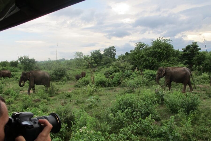 From Ella: All Inclusive Udawalawe National Park Safari - Should you book the All Inclusive Udawalawe Safari from Ella?