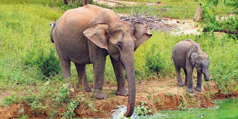 From Ella: All Inclusive Udawalawe National Park Safari - Getting there: Ella to Udawalawe, with scenic stops along the way