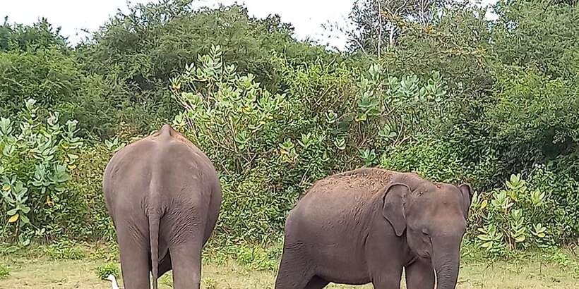 From Ella: Udawalawe National Park Safari Tour - Quick take: what matters most on this Udawalawe safari