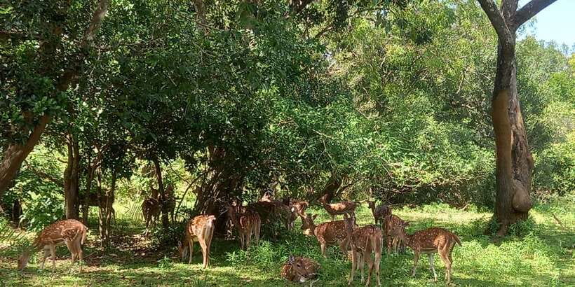 From Ella: Udawalawe National Park Safari Tour - Wildlife odds: elephants, crocodiles, monkeys, and plenty of birds