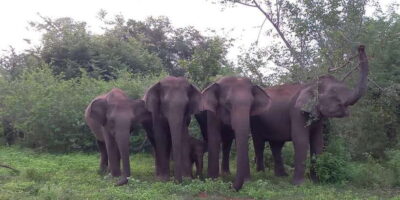 From Ella: Udawalawe National Park Safari Tour - The open-top Jeep safari: four hours where you actually spot animals