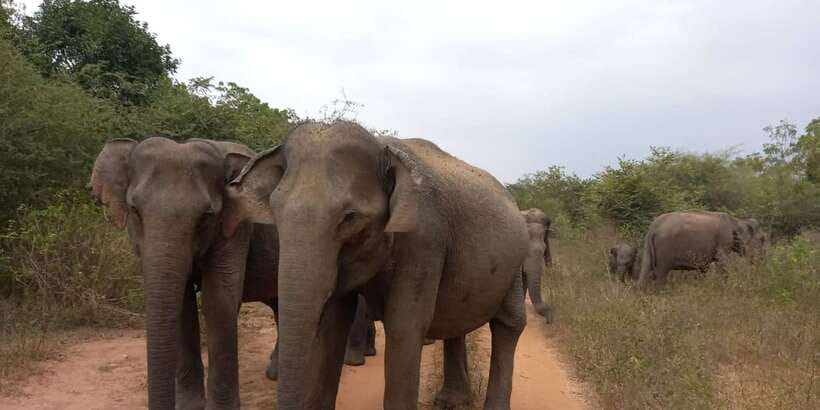 From Ella: Udawalawe National Park Safari Tour - Photo stops and timing: getting great shots without feeling rushed