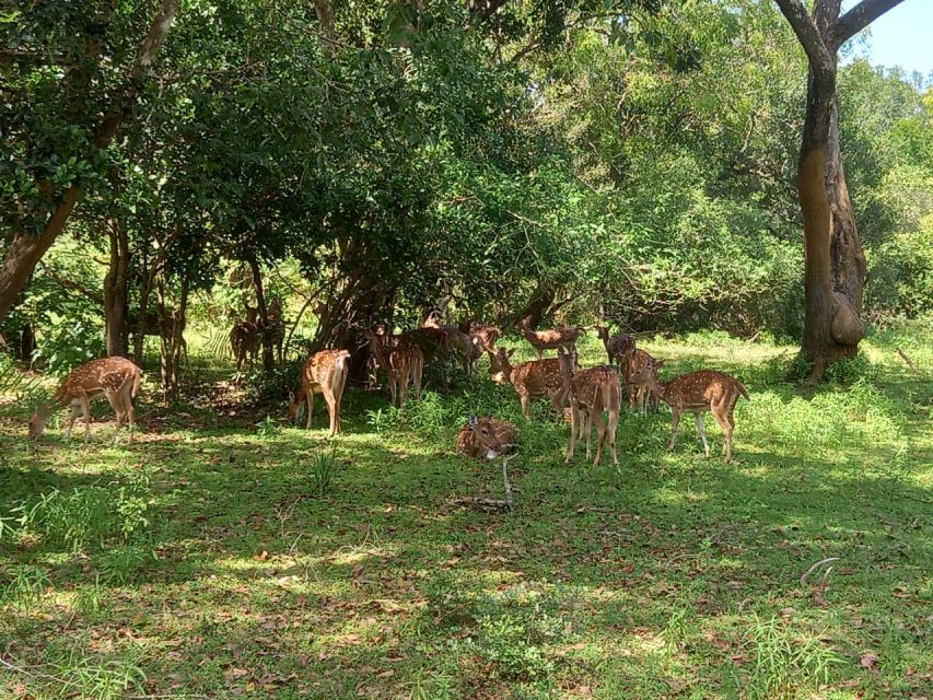 From Ella: Udawalawe National Park Safari Tour - Price and value: what $84 covers, and what you’ll pay extra