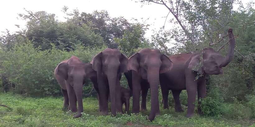 From Ella: Udawalawe National Park Safari Tour - The open-top Jeep safari: four hours where you actually spot animals