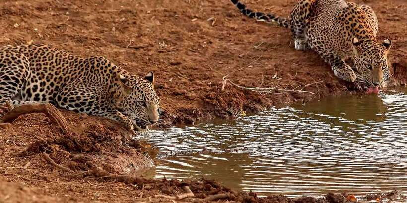 From Ella: Yala National Park Jeep Safari Tour - Key highlights worth getting excited about