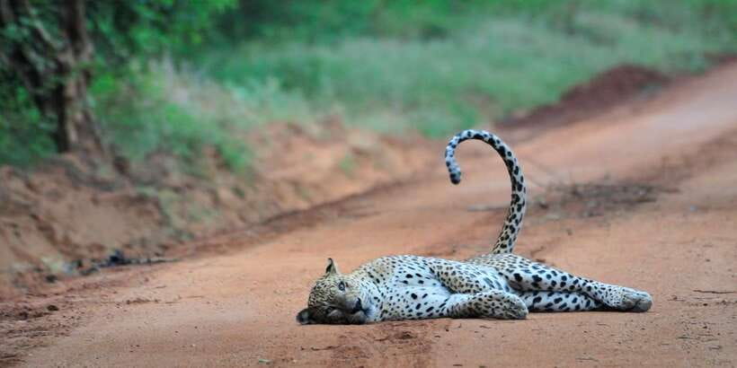 From Ella: Yala National Park Jeep Safari Tour - Should you book this Yala Jeep safari from Ella?
