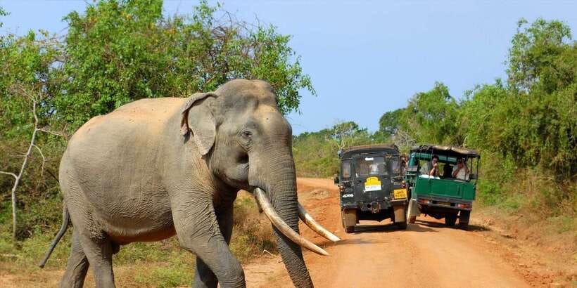 From Ella: Yala National Park Jeep Safari Tour - Block I and Ruhunu National Park size: why this place can feel huge