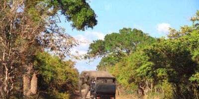 From Ella: Yala National Park Jeep Safari Tour - AC pickup, shared transfers, and the jeep safari switch
