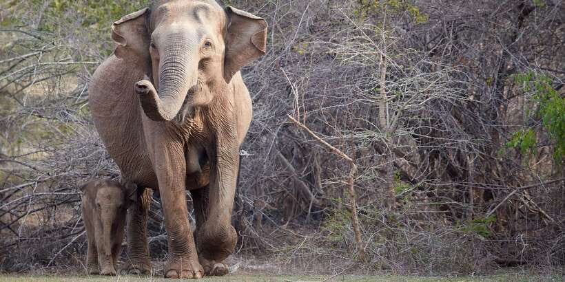 From Ella: Yala National Park Jeep Safari Tour - The 1:00 PM safari window for leopards and sloth bears