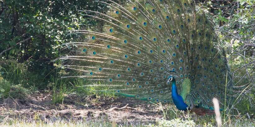 From Ella: Yala National Park Jeep Safari Tour - Waterholes, tanks, and birdwatching moments (including peacocks)