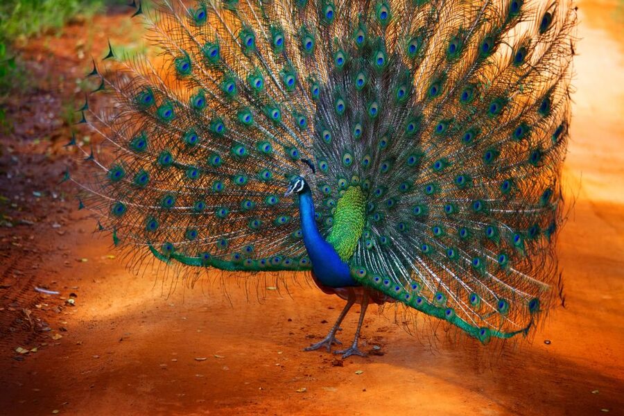 From Ella: Yala National Park Jeep Safari Tour - The animal checklist you can actually plan around