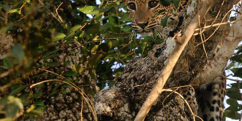 From Ella: Yala National Park Jeep Safari Tour - Price and value: is $75 a fair deal?