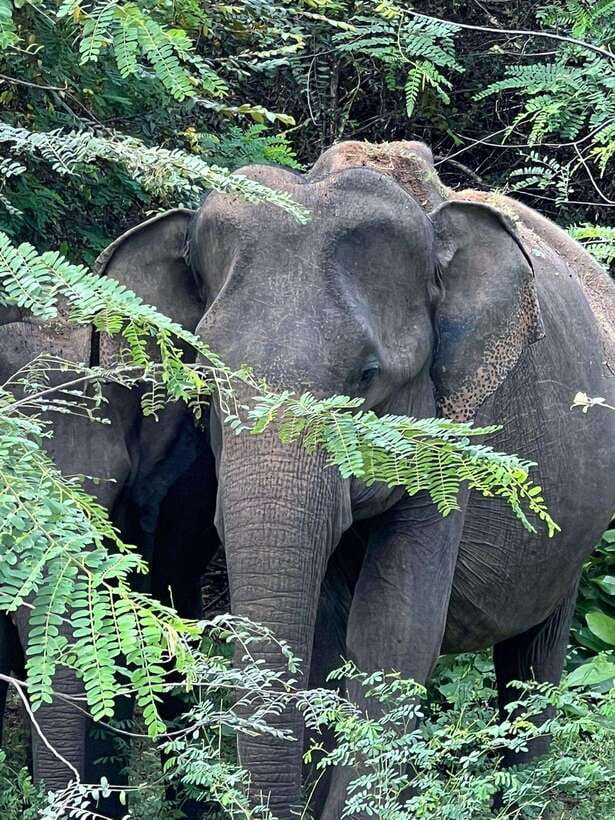 From Ella - Yala National Park Leopard Safari Tour - Why This Yala Safari Works (Even When Leopards Don’t Co-Operate)