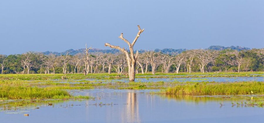 From Ella: Yala National Park Safari Tour in a 4x4 - Who should book this Yala safari from Ella