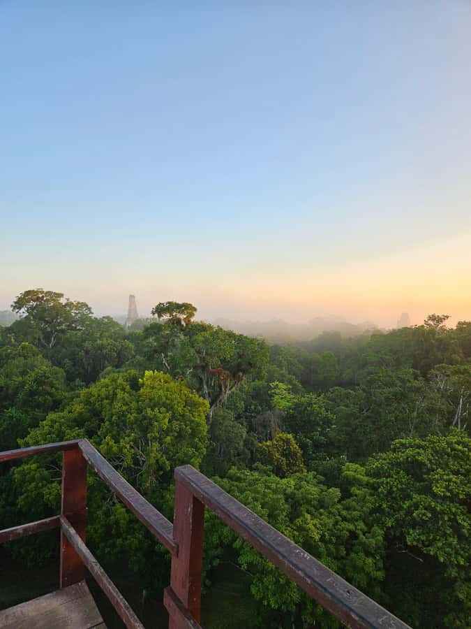 From Flores: Tikal National Park All Inclusive - The van ride to Tikal: comfort, timing, and your first look at the day