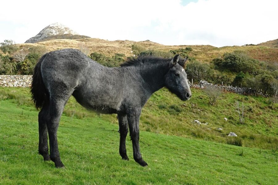 From Galway: Connemara National Park Full Day Tour - The Return Ride: Coastal Views Back Toward Galway
