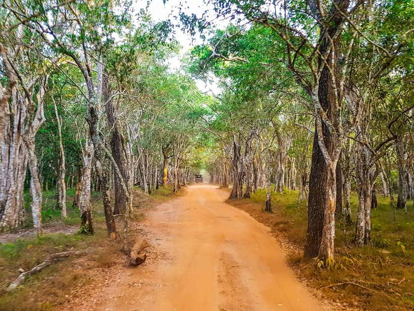 From Hambantota Port: Yala National Park Private Safari - Why Your Guide Matters (And a Quick Note on Names)