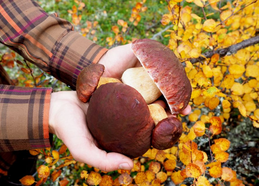 From Helsinki: Mushroom Hunting Tour in a National Park - Key highlights worth your time