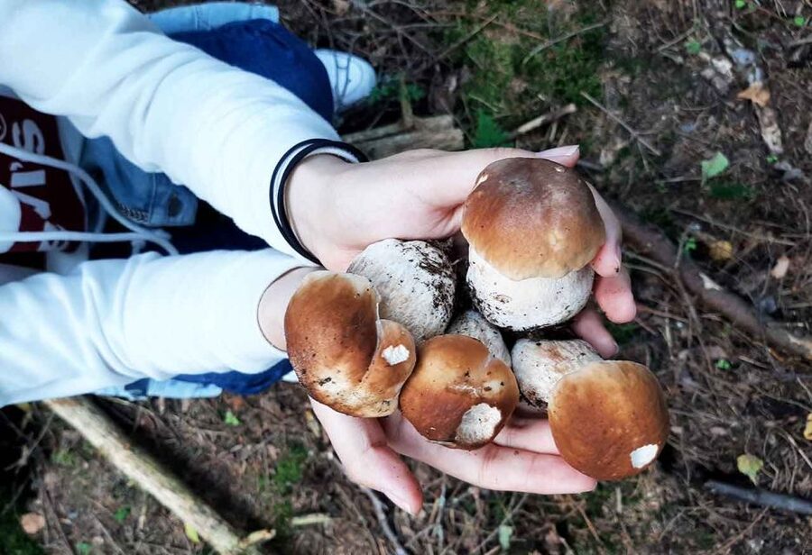 From Helsinki: Mushroom Hunting Tour in a National Park - Sustainability labels and why they matter (not just on paper)