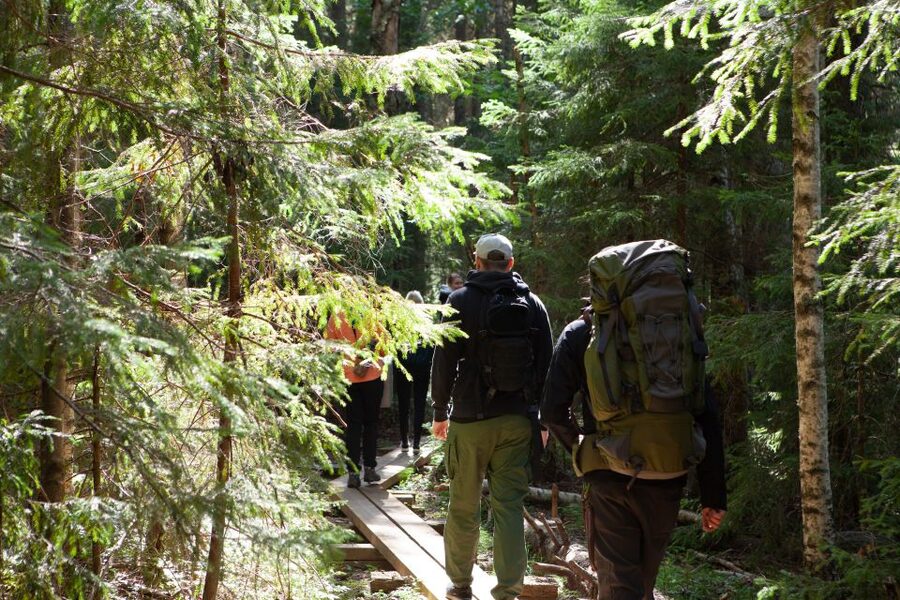 From Helsinki: Mushroom Hunting Tour in a National Park - The forest walk: what you’re actually doing for 4+ hours