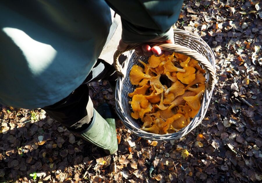 From Helsinki: Mushroom Hunting Tour in a National Park - Transport, group size, and the value of having it all handled