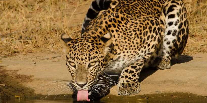 From Hikkaduwa/ Galle/ Mirissa - Yala National Park Safari - Key Things That Make This Safari Work