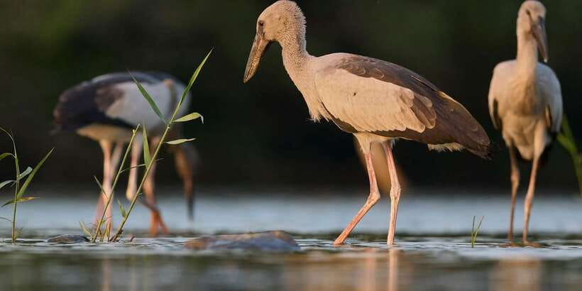 From Hikkaduwa/ Galle/ Mirissa - Yala National Park Safari - Your Pickup and Drop-off: Convenience Along the South Coast