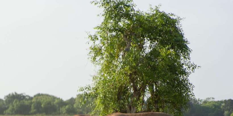 From Hikkaduwa/ Galle/ Mirissa - Yala National Park Safari - Price and What’s Covered: Why $54 Can Still Be a Good Deal