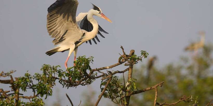 From Hikkaduwa/ Galle/ Mirissa - Yala National Park Safari - Should You Book This Yala National Park Safari?