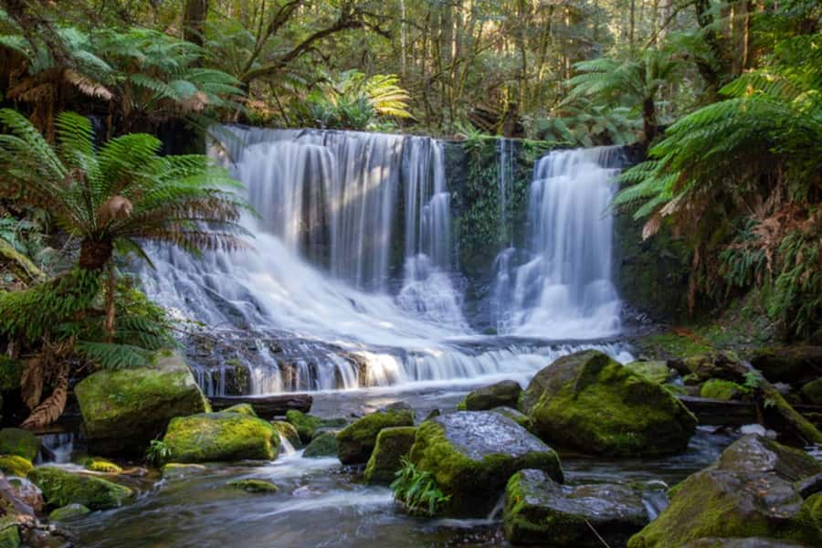 From Hobart: Mt. Field National Park and Russell Falls - Key highlights you’ll care about